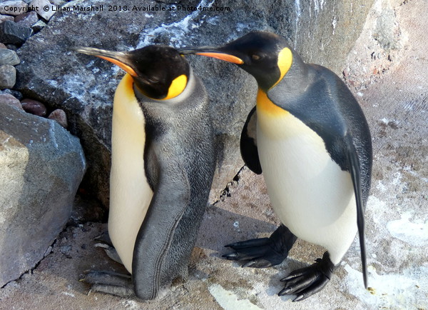 King Penguins .   Picture Board by Lilian Marshall