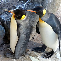 Buy canvas prints of King Penguins .   by Lilian Marshall