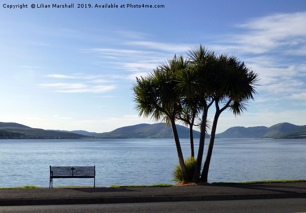 Palm trees on Rothesay Promenade. Isle of Bute. Picture Board by Lilian Marshall