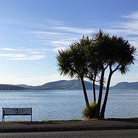 Buy canvas prints of Palm trees on Rothesay Promenade. Isle of Bute. by Lilian Marshall