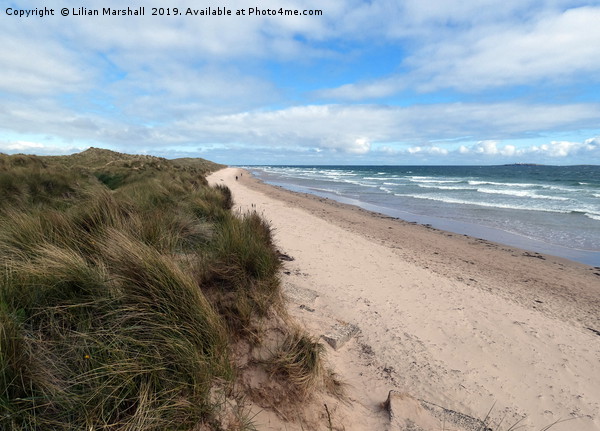 Sand Dunes between Seahouses and Bamburgh.  Picture Board by Lilian Marshall