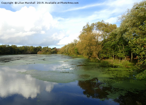 Autumn colours in Stanley Park.  Picture Board by Lilian Marshall