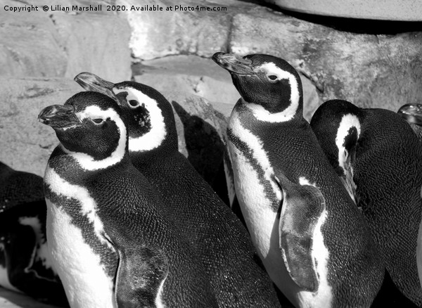 Magellanic Penguins at Blackpool Zoo Picture Board by Lilian Marshall