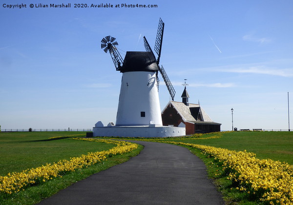 Lytham Windmill in Spring.  Picture Board by Lilian Marshall