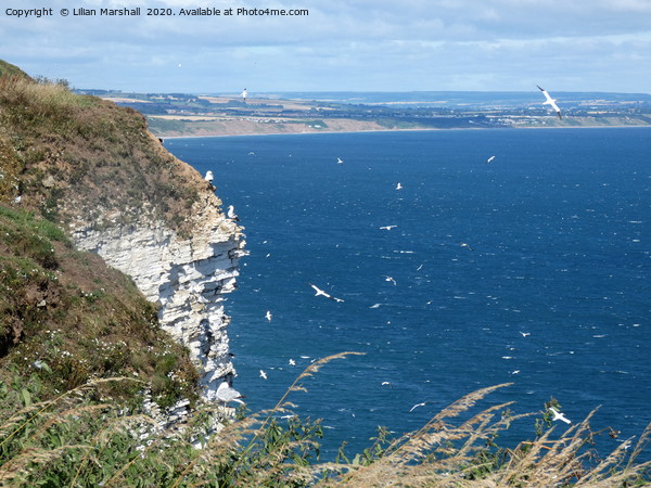 Bempton Cliffs on the Yorkshire coast.  Picture Board by Lilian Marshall