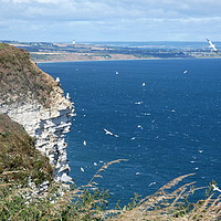 Buy canvas prints of Bempton Cliffs on the Yorkshire coast.  by Lilian Marshall