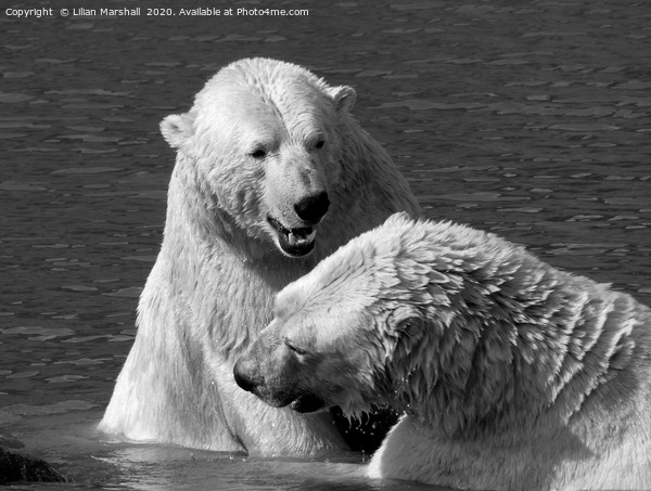 Polar bears playing.  Picture Board by Lilian Marshall
