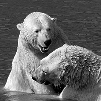 Buy canvas prints of Polar bears playing.  by Lilian Marshall