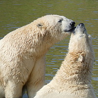 Buy canvas prints of Polar bears playing.  by Lilian Marshall