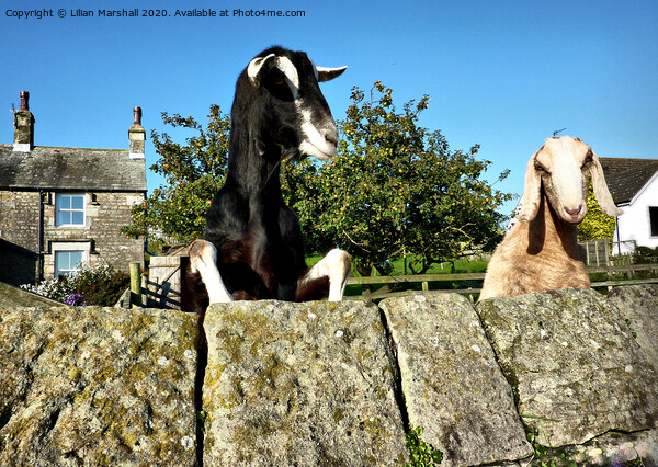 2 Nosy Goats.  Picture Board by Lilian Marshall