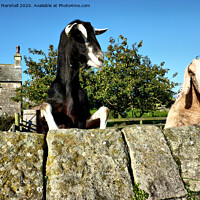 Buy canvas prints of 2 Nosy Goats.  by Lilian Marshall