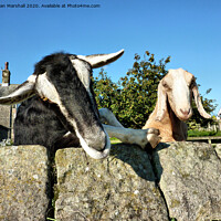 Buy canvas prints of 2 Nosy Goats , by Lilian Marshall