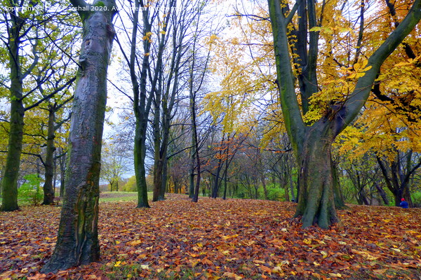 Autumn in Heaton Park. Picture Board by Lilian Marshall