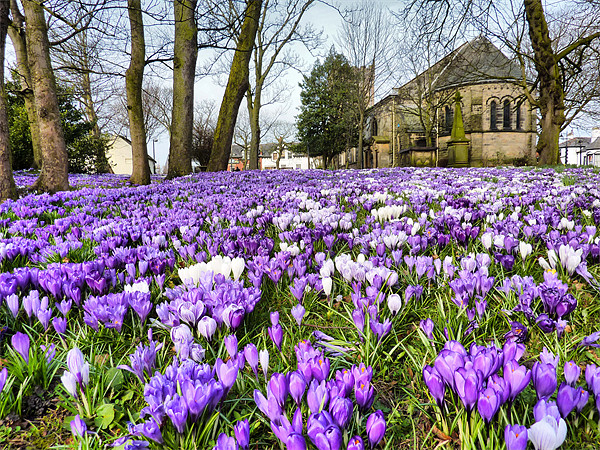 St Chads Church in Springtime.. Picture Board by Lilian Marshall
