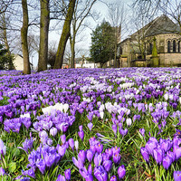 Buy canvas prints of St Chads Church in Springtime.. by Lilian Marshall