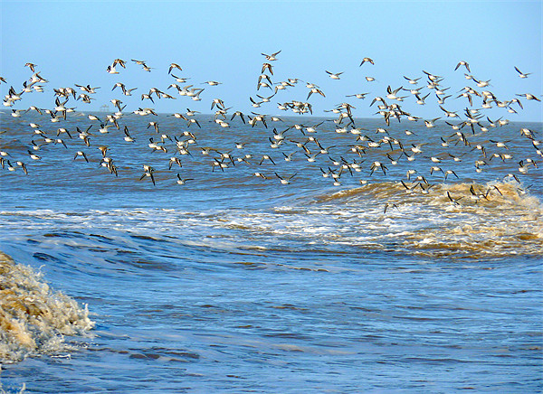 Sanderlings in Flight. Picture Board by Lilian Marshall