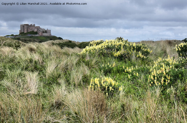 Bamburgh Castle. Northumberland.  Picture Board by Lilian Marshall