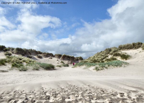 The sand dunes at Bamburgh Beach.  Picture Board by Lilian Marshall