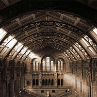 Buy canvas prints of natural history museum main hall by paul forgette