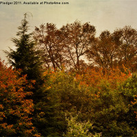 Buy canvas prints of Autumn Glow by Sandra Pledger