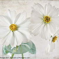 Buy canvas prints of Cosmos in Glass Jar by Sandra Pledger