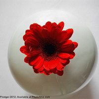 Buy canvas prints of Red Gerbera in White Vase by Sandra Pledger