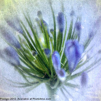 Buy canvas prints of Love is Blue by Sandra Pledger