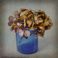Buy canvas prints of Hydrangea by Sandra Pledger