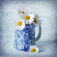 Buy canvas prints of Daisies in a blue Jug by Sandra Pledger