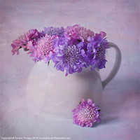 Buy canvas prints of Scabious still life by Sandra Pledger