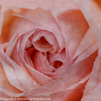 Buy canvas prints of The Rose by Sandra Pledger