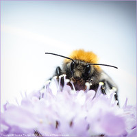 Buy canvas prints of Male Tree Bee by Sandra Pledger