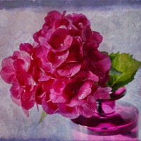 Buy canvas prints of Pink Hydrangea Still LIfe by Sandra Pledger