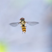 Buy canvas prints of Hoverfly in Flight by Sandra Pledger