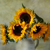 Buy canvas prints of Sunflowers by Sandra Pledger