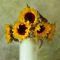 Buy canvas prints of Sunflowers still life by Sandra Pledger