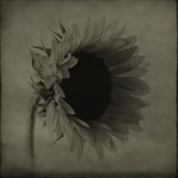 Buy canvas prints of Sunflower by Sandra Pledger