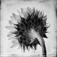 Buy canvas prints of Sunflower:the other side by Sandra Pledger