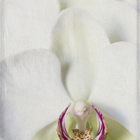 Buy canvas prints of Orchid by Sandra Pledger