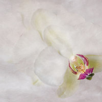 Buy canvas prints of Flower Angel by Sandra Pledger