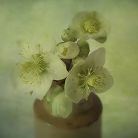 Buy canvas prints of Helebores by Sandra Pledger
