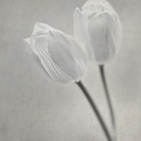 Buy canvas prints of Tulips by Sandra Pledger