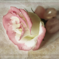 Buy canvas prints of  Lysianthus and Rose Quarz by Sandra Pledger