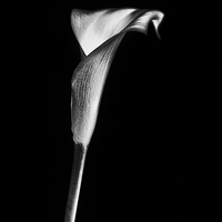 Buy canvas prints of  Calla Lilly by Sandra Pledger