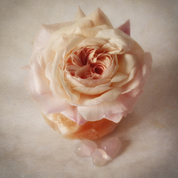 Buy canvas prints of  Shropshire lad rose with rose quartz crystals by Sandra Pledger