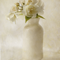 Buy canvas prints of  White Roses by Sandra Pledger