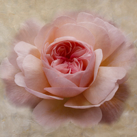 Buy canvas prints of  Painterly Rose by Sandra Pledger