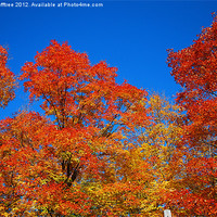 Buy canvas prints of Autumn Maple Trees by justin rafftree