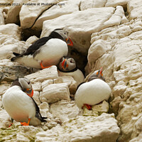 Buy canvas prints of PUFFIN CLIFF by andrew saxton