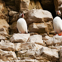 Buy canvas prints of A trio of Puffins  by andrew saxton
